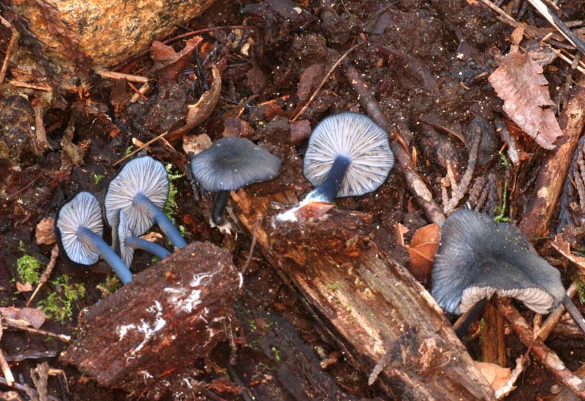 Leptonia serrulata